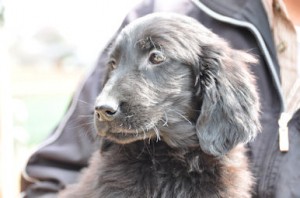 フラットコーテッドレトリバー こいぬ ブリーダー出産情報 フラットコーテッドレトリバー ブリーダー 子犬販売の専門店 AngelWan ペットショップ