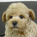 マルプー　ブリーダー　子犬販売の専門店　AngelWan　横浜　ミックス犬　ハーフ犬　雑種
