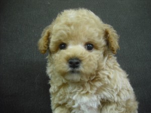 マルプー　ブリーダー　子犬販売の専門店　AngelWan　横浜　ミックス犬　ハーフ犬　雑種