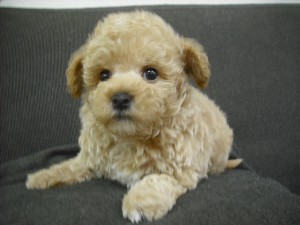 マルプー　ブリーダー　子犬販売の専門店　AngelWan　横浜　ミックス犬　ハーフ犬　雑種