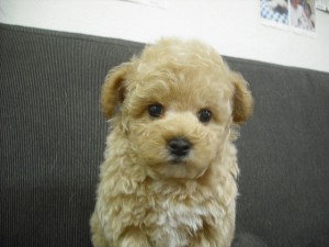 マルプー　ブリーダー　子犬販売の専門店　AngelWan　横浜　ミックス犬　ハーフ犬　雑種