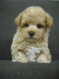 マルプー　ブリーダー　子犬販売の専門店　AngelWan　横浜　ミックス犬　ハーフ犬　雑種