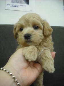 マルプー　ブリーダー　子犬販売の専門店　AngelWan　横浜　MIX犬　雑種犬　全国発送