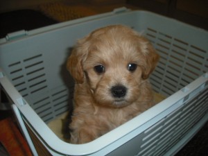 マルプー　ブリーダー　子犬販売の専門店　AngelWan　横浜　MIX犬　雑種犬　全国発送