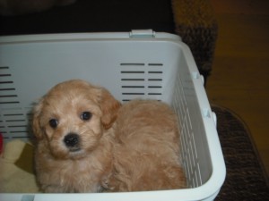 マルプー　ブリーダー　子犬販売の専門店　AngelWan　横浜　MIX犬　雑種犬　全国発送