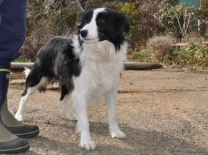 ボーダーコリー　ブリーダー　子犬販売の専門店　AngelWan　横浜　ドッグショー