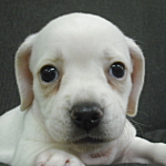 MIX犬　ブリーダー　子犬販売の専門店　AngelWan　横浜