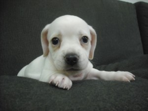 MIX犬　ブリーダー　子犬販売の専門店　AngelWan　神奈川県　東京都　千葉県　埼玉県