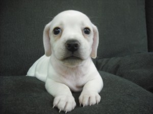 MIX犬　ブリーダー　子犬販売の専門店　AngelWan　横浜　ペットショップ　全国発送可能