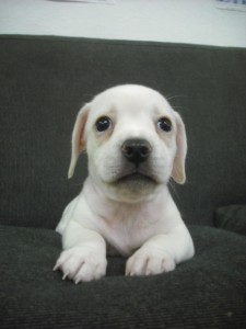 MIX犬　ブリーダー　子犬販売の専門店　AngelWan　湘南　相模原　横須賀　静岡