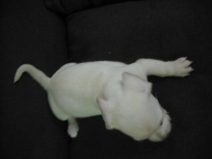 MIX犬　ブリーダー　子犬販売の専門店　AngelWan　藤沢　戸塚　大船　ペットショップ