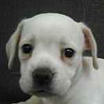 MIX犬　ブリーダー　子犬販売の専門店　AngelWan　横浜