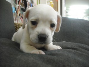 MIX犬　ブリーダー　子犬販売の専門店　AngelWan　横浜