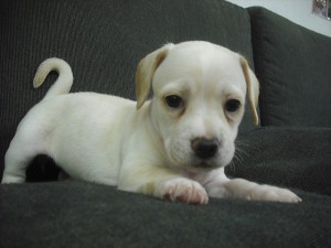 ミックス犬　ブリーダー　子犬販売の専門店　AngelWan　全国発送可能　空輸　陸送