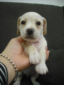 ミックス犬　ブリーダー　子犬販売の専門店　AngelWan　横浜市　戸塚区　泉区　旭区