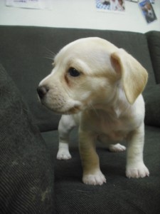 ミックス犬　ブリーダー　子犬販売の専門店　AngelWan　子犬の成長　ペットショップ