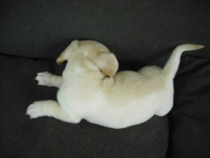 ミックス犬　ブリーダー　子犬販売の専門店　AngelWan　インターネット販売　全国