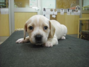 ミックス犬　ブリーダー　子犬販売の専門店　ＡｎｇｅｌＷａｎ　日本全国お届け可能