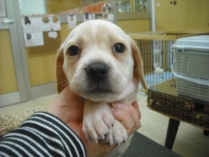 ミックス犬　ブリーダー　子犬販売の専門店　ＡｎｇｅｌＷａｎ　東京都　室内犬　小型犬