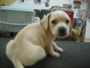 ミックス犬　ブリーダー　子犬販売の専門店　ＡｎｇｅｌＷａｎ　横浜市　戸塚区　泉区　南区