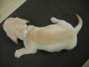 ミックス犬　ブリーダー　子犬販売の専門店　ＡｎｇｅｌＷａｎ　１月生まれ　ペットショップ