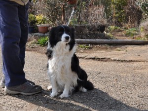 ボーダーコリー　ブリーダー　子犬販売の専門店　AngelWan　横浜