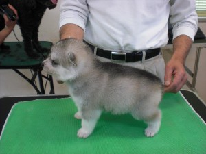 シベリアンハスキー　ブリーダー　子犬販売の専門店　AngelWan　横浜　湘南　相模原