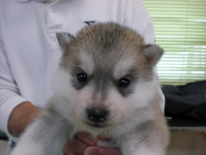 シベリアンハスキー　ブリーダー　子犬販売の専門店　AngelWan　神奈川　東京　茨城