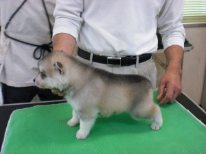 シベリアンハスキー　ブリーダー　子犬販売の専門店　AngelWan　全国お届け　空輸