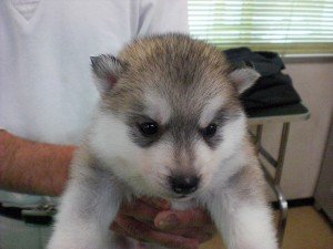シベリアンハスキー　ブリーダー　子犬販売の専門店　AngelWan　横浜市　戸塚区　泉区