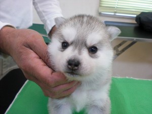 シベリアンハスキー　ブリーダー　子犬販売の専門店　AngelWan　横浜　動物　お医者さん