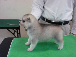 シベリアンハスキー　ブリーダー　子犬販売の専門店　AngelWan　横浜　南極物語