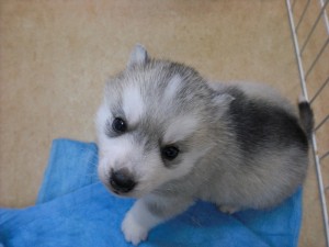 シベリアンハスキー　ブリーダー　子犬販売の専門店　AngelWan　静岡　山梨　長野　新潟