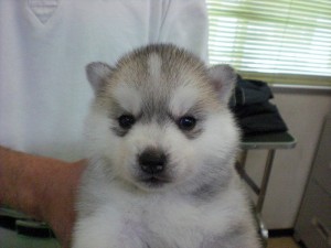 シベリアン・ハスキー 大型犬 シベリアンハスキー ブリーダー 子犬販売の専門店 AngelWan オオカミ そり犬