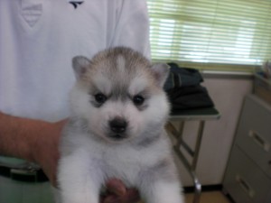 シベリアン・ハスキー 子犬販売 ブリーダー シベリアンハスキー ブリーダー 子犬販売の専門店 AngelWan 血統優秀