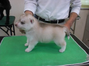 シベリアンハスキー　ブリーダー　子犬販売の専門店　AngelWan　　神奈川　埼玉　東京