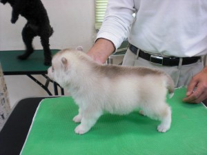シベリアンハスキー　ブリーダー　子犬販売の専門店　AngelWan　　YOKOHAMA