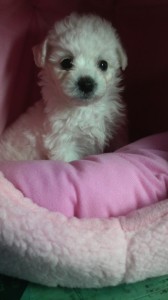 ビション・フリーゼ　ブリーダー　子犬販売の専門店　AngelWan　東京都　神奈川県