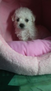 ビション・フリーゼ　ブリーダー　子犬販売の専門店　AngelWan　静岡　山梨　千葉　埼玉