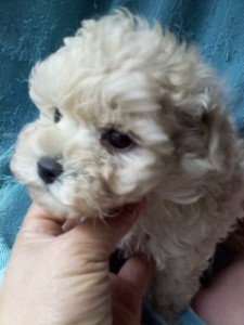 トイプードル　ブリーダー　子犬販売の専門店　AngelWan　横浜　都内　静岡　山梨