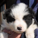 ボーダーコリー　ブリーダー　子犬販売の専門店　AngelWan　横浜