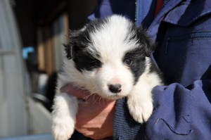 ボーダーコリー　ブリーダー　子犬販売の専門店　AngelWan　神奈川県　静岡県　山梨県