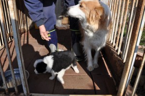 ボーダーコリー　ブリーダー　子犬販売の専門店　AngelWan　東京都　神奈川県　千葉県