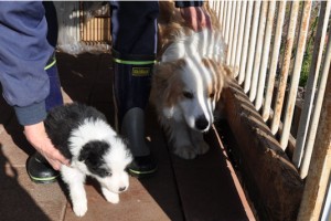 ボーダーコリー　ブリーダー　子犬販売の専門店　AngelWan　埼玉県　神奈川県　東京都内