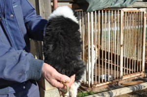 ボーダーコリー　ブリーダー　子犬販売の専門店　AngelWan　横浜市　戸塚区　泉区　港北区