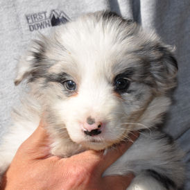 ボーダーコリー　ブリーダー　子犬販売の専門店　AngleWan　横浜