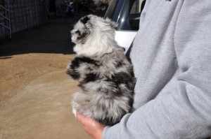 ボーダー・コリー　ブリーダー　子犬販売の専門店　AngleWan　大人気　ペットショップ