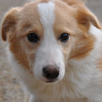 ボーダーコリーの子犬 レッド&ホワイト ボーダー・コリー ブリーダー 子犬販売の専門店 AngelWan 横浜