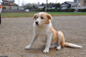 ボーダーコリー 子犬 ブリーダー 直販 ボーダー・コリー ブリーダー 子犬販売の専門店 AngelWan 東京 神奈川 埼玉 千葉
