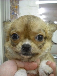 チワワ　ブリーダー　子犬販売の専門店　AngelWan　横浜市　東京都内　神奈川県